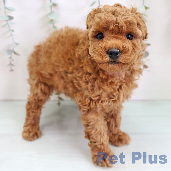 トイ・プードルの写真2