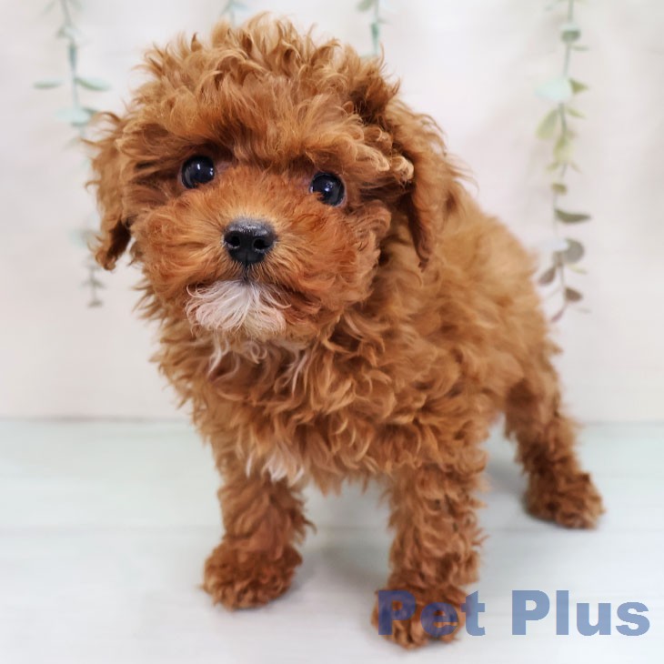 トイ・プードル