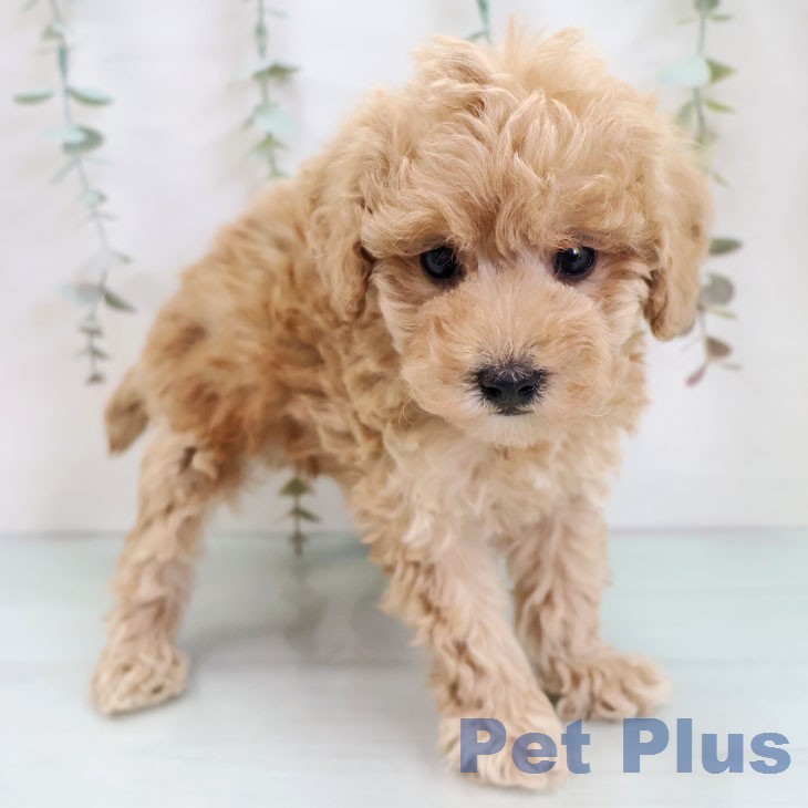 トイ・プードル