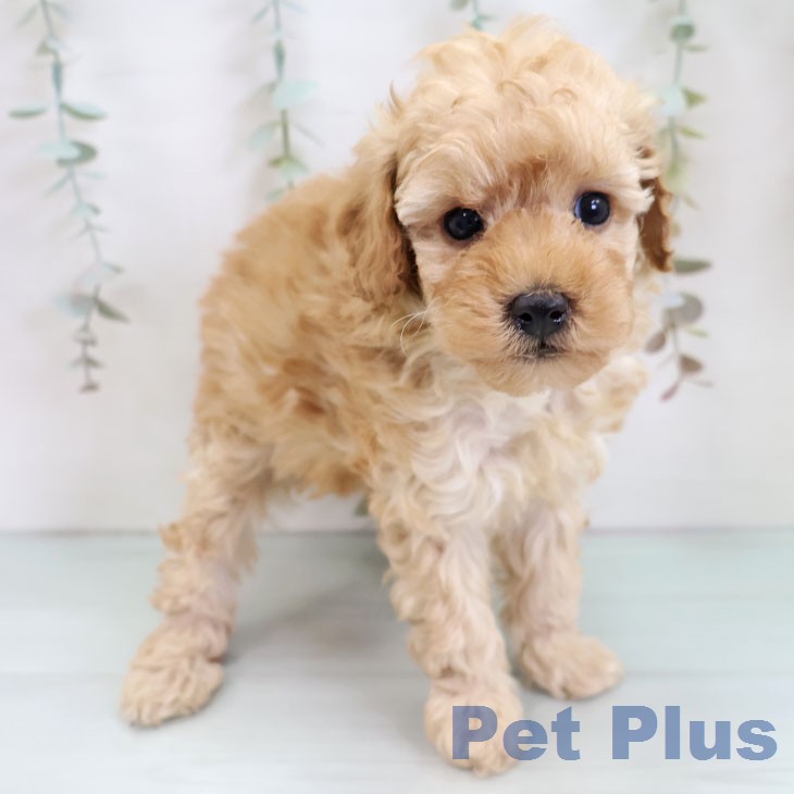 トイ・プードル