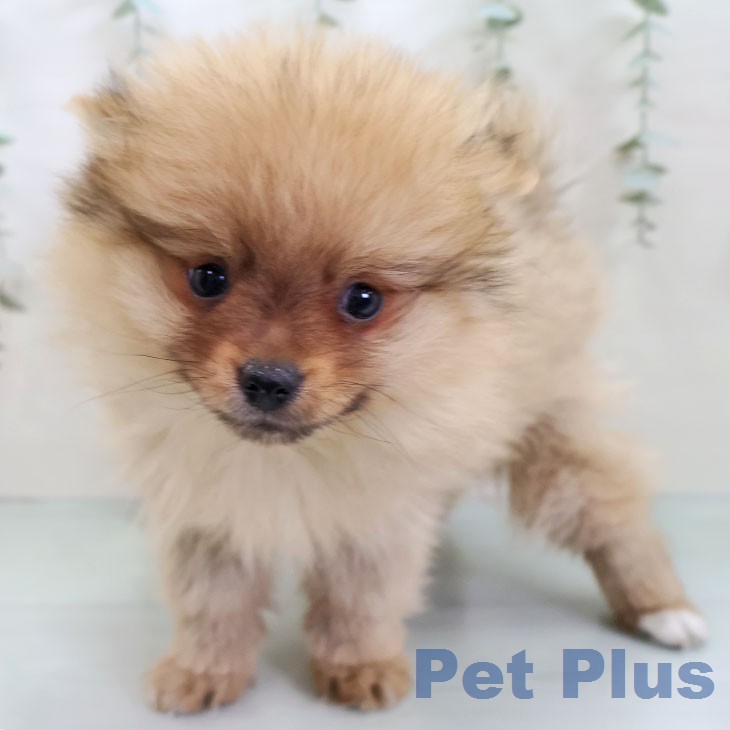 沖縄県のポメラニアン (ペットプラス 南風原店/2025年12月11日生まれ/男の子/ウルフセーブル)の子犬の1枚目の画像