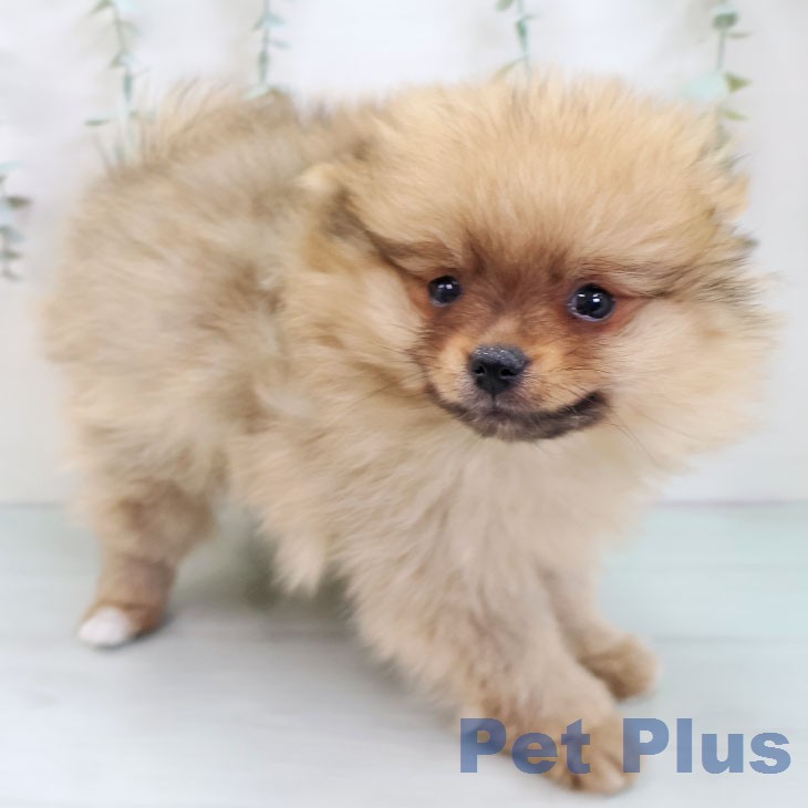沖縄県のポメラニアン (ペットプラス 南風原店/2025年12月11日生まれ/男の子/ウルフセーブル)の子犬の2枚目の画像