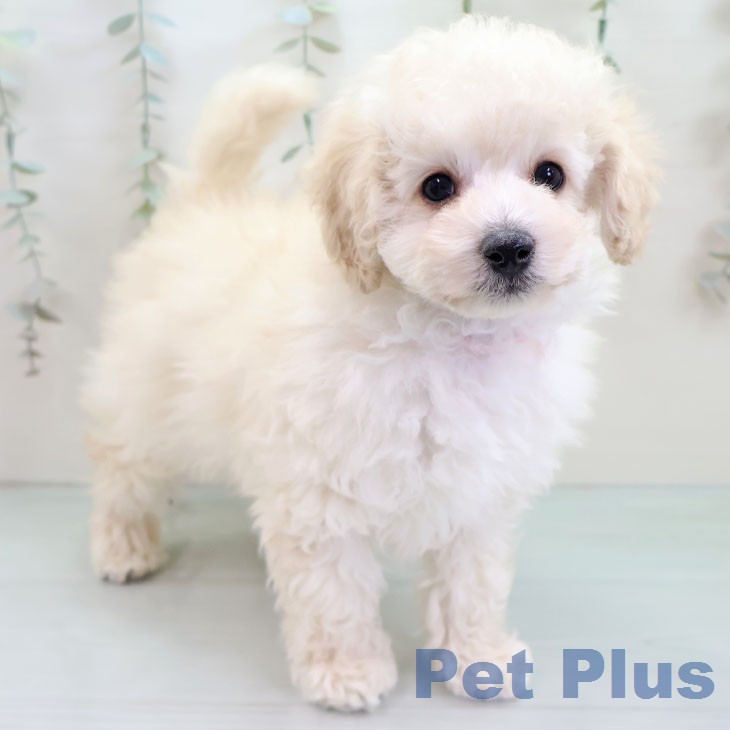 トイ・プードル