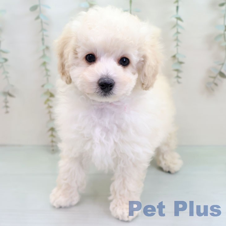 トイ・プードル