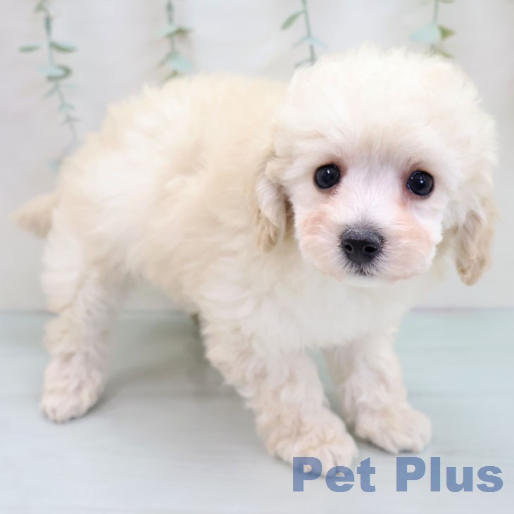 トイ・プードルの写真2