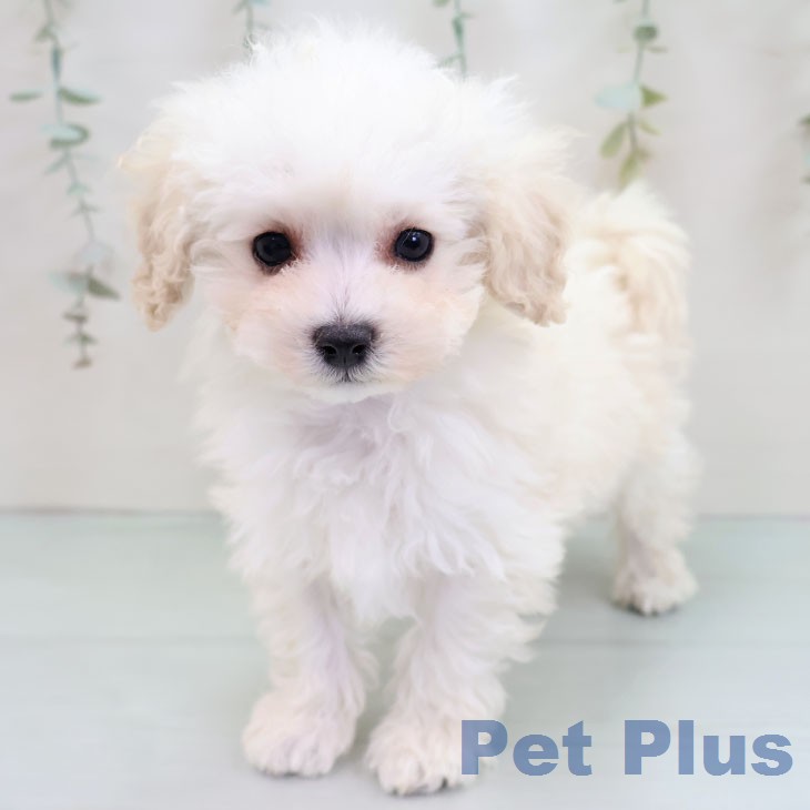 トイ・プードルの写真2