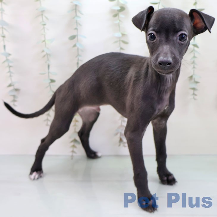 福岡県のイタリアングレーハウンド (ペットプラス 福岡店/2025年12月15日生まれ/男の子/シール)の子犬