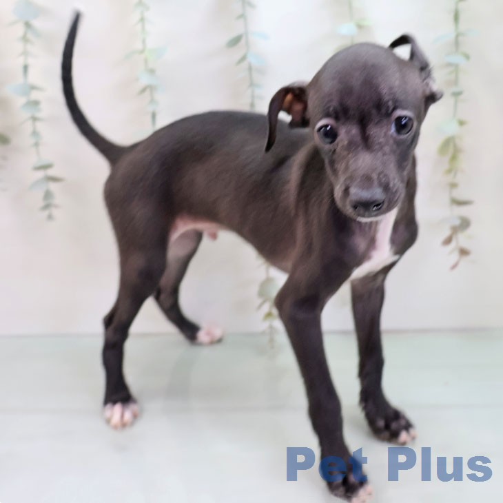 イタリアン・グレーハウンドの写真2