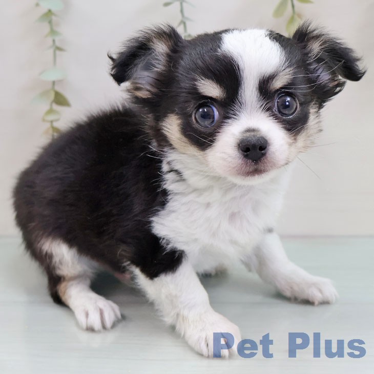 福岡県のチワワ(ロング) (ペットプラス MARK IS 福岡ももち店/2025年12月17日生まれ/男の子/ブラックタンホワイト)の子犬の1枚目の画像