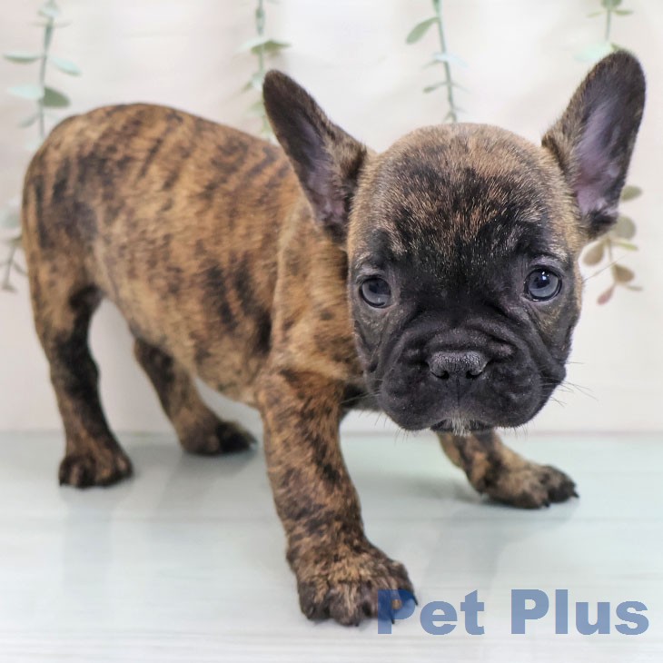 福岡県のフレンチブルドッグ (ペットプラス 八幡東店/2025年12月17日生まれ/男の子/ブリンドル)の子犬の1枚目の画像