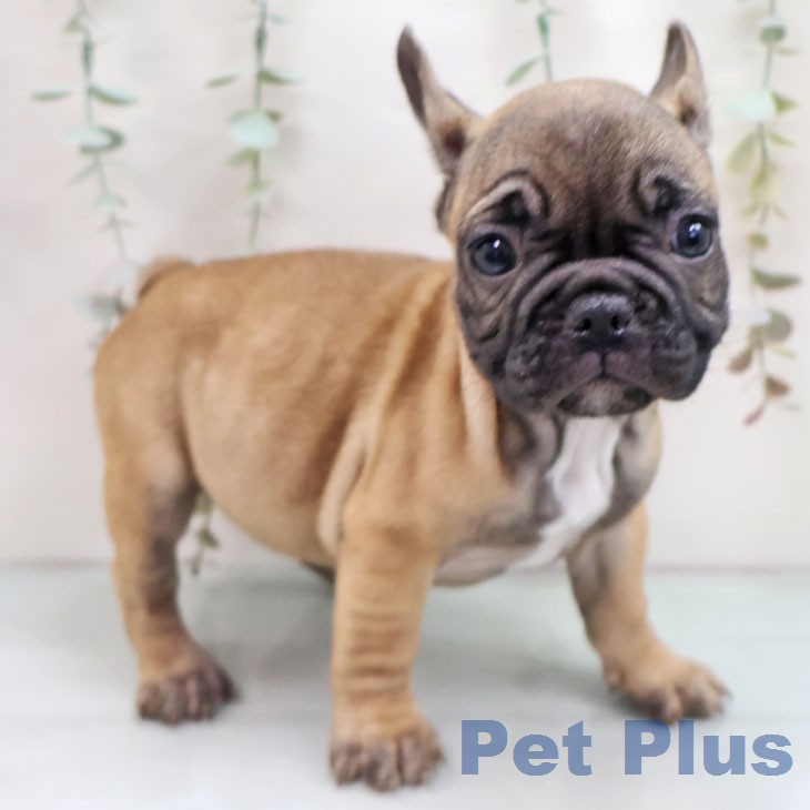 フレンチ・ブルドッグ