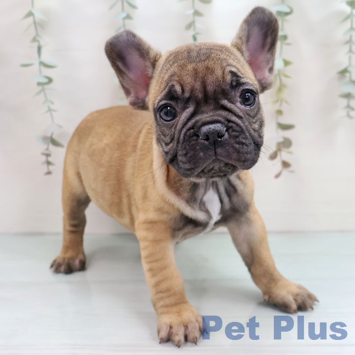 フレンチ・ブルドッグ