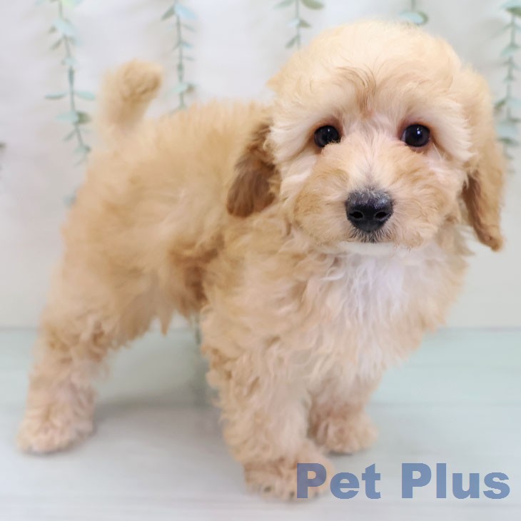 トイ・プードル