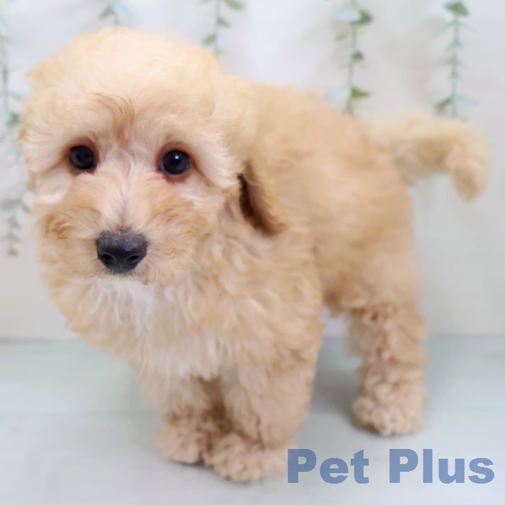 トイ・プードルの写真2