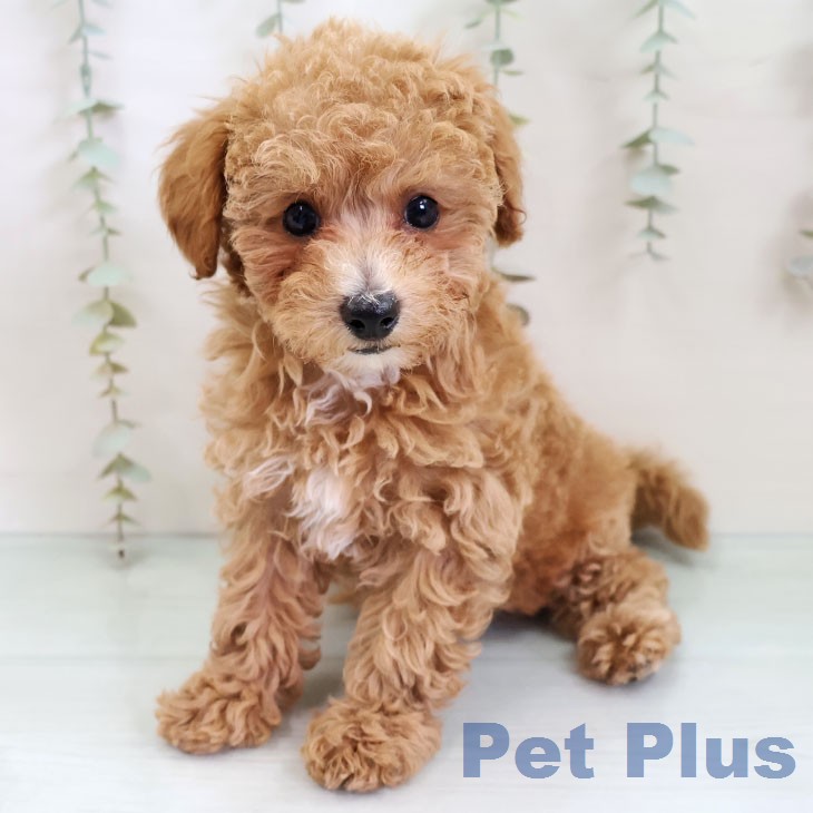 トイ・プードルの写真2