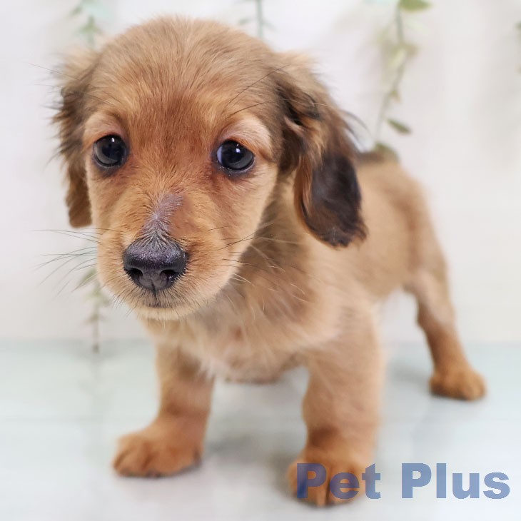 カニーンヘン・ダックスフンド