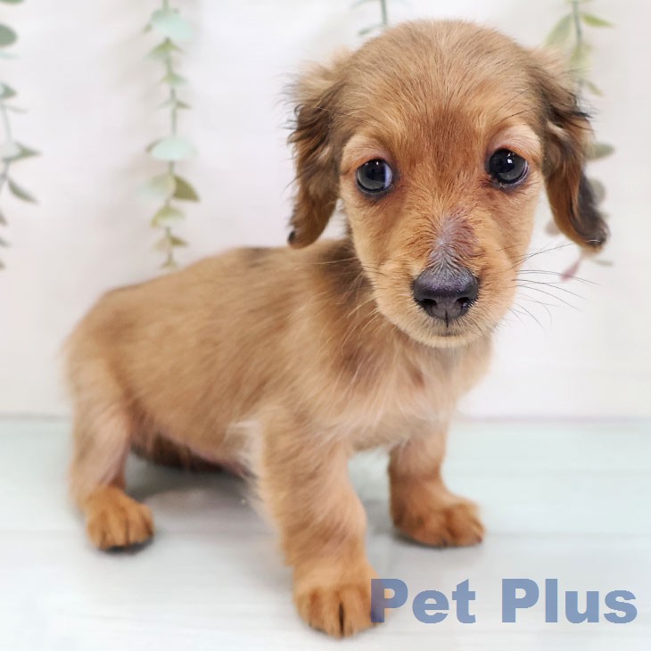 カニーンヘン・ダックスフンド