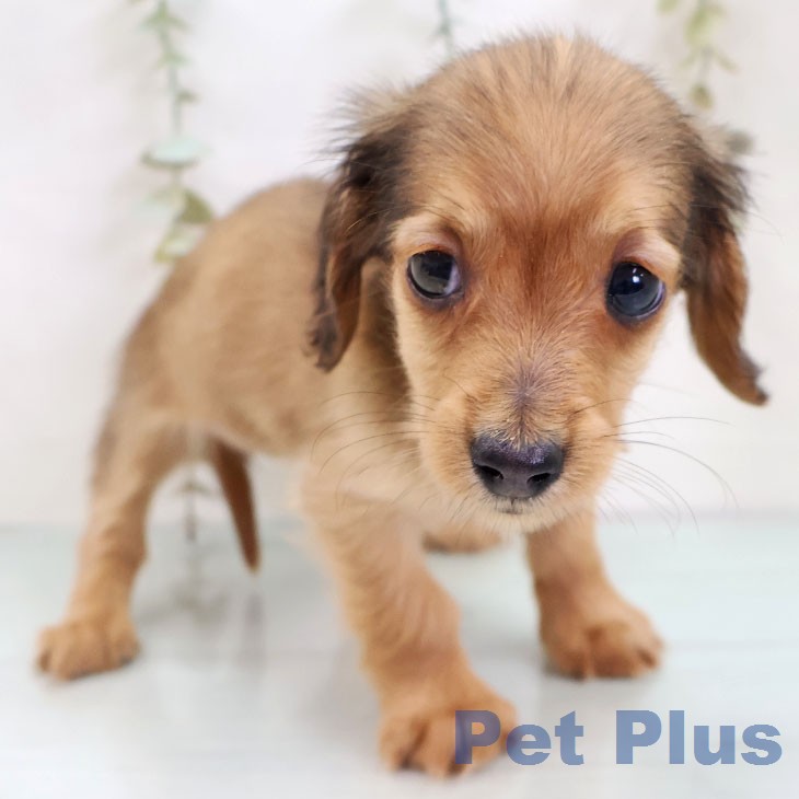 カニーンヘン・ダックスフンド