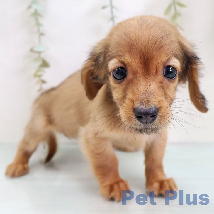 福岡県のカニンヘンダックスフンド(ロング) (ペットプラス 福岡店/2025年12月18日生まれ/女の子/レッド)の子犬の1枚目の画像