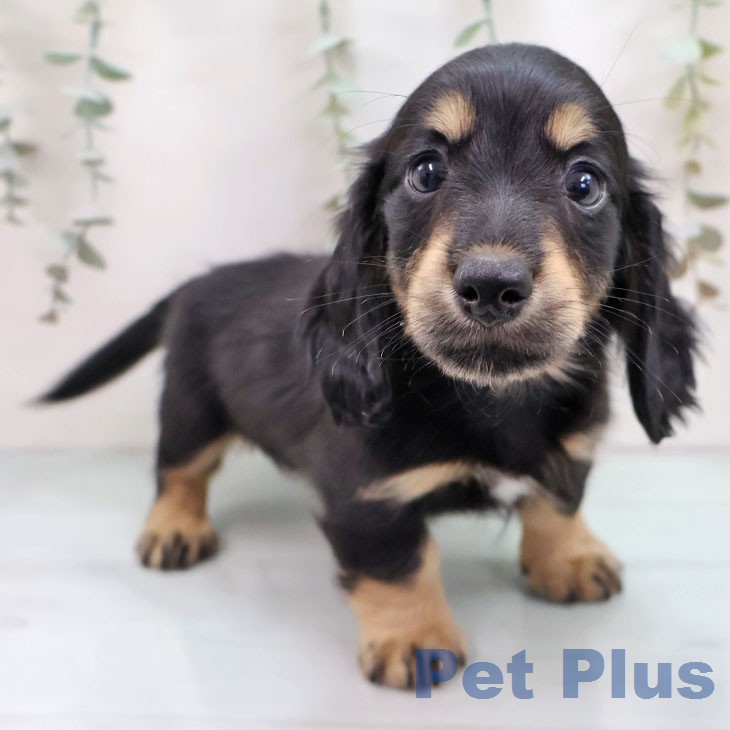 ミニチュア・ダックスフンド