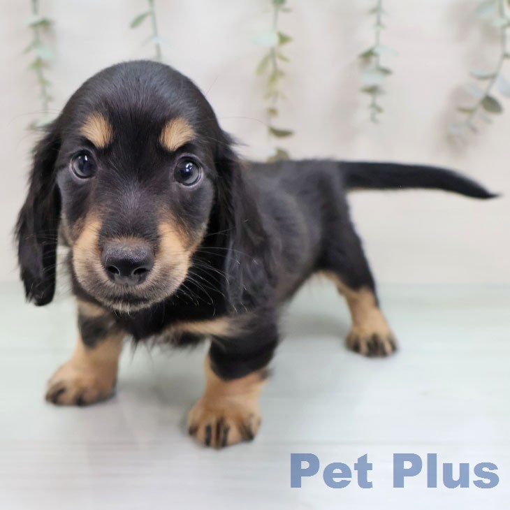 ミニチュア・ダックスフンド