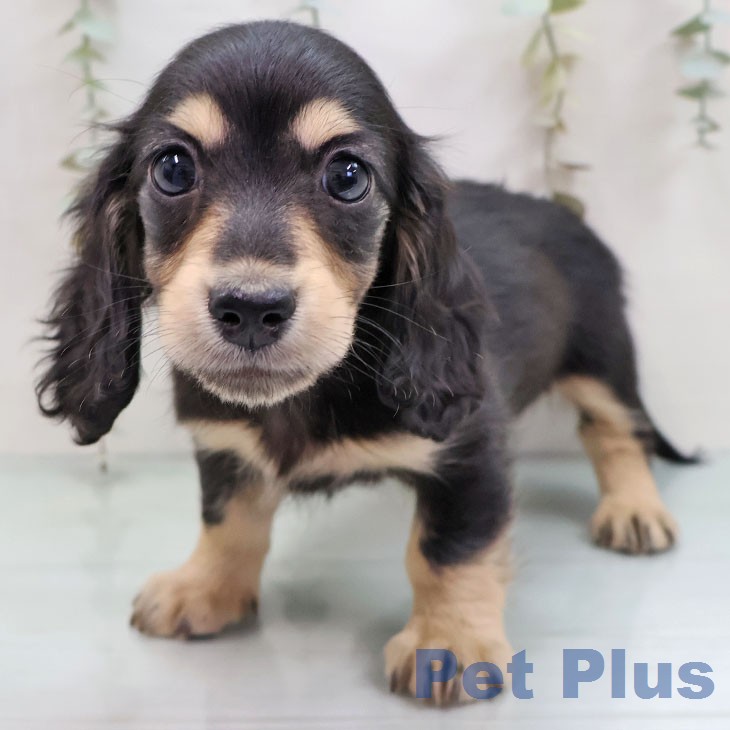 福岡県のミニチュアダックスフンド(ロング) (ペットプラス 福岡店/2025年12月16日生まれ/女の子/ブラックイエロー)の子犬の1枚目の画像