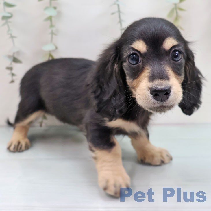 福岡県のミニチュアダックスフンド(ロング) (ペットプラス 福岡店/2025年12月16日生まれ/女の子/ブラックイエロー)の子犬の2枚目の画像