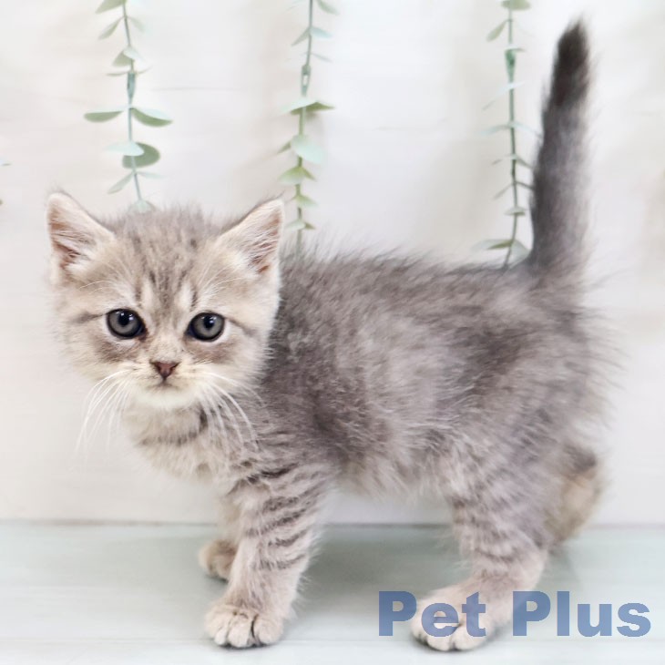 ブリティッシュロングヘアの写真2