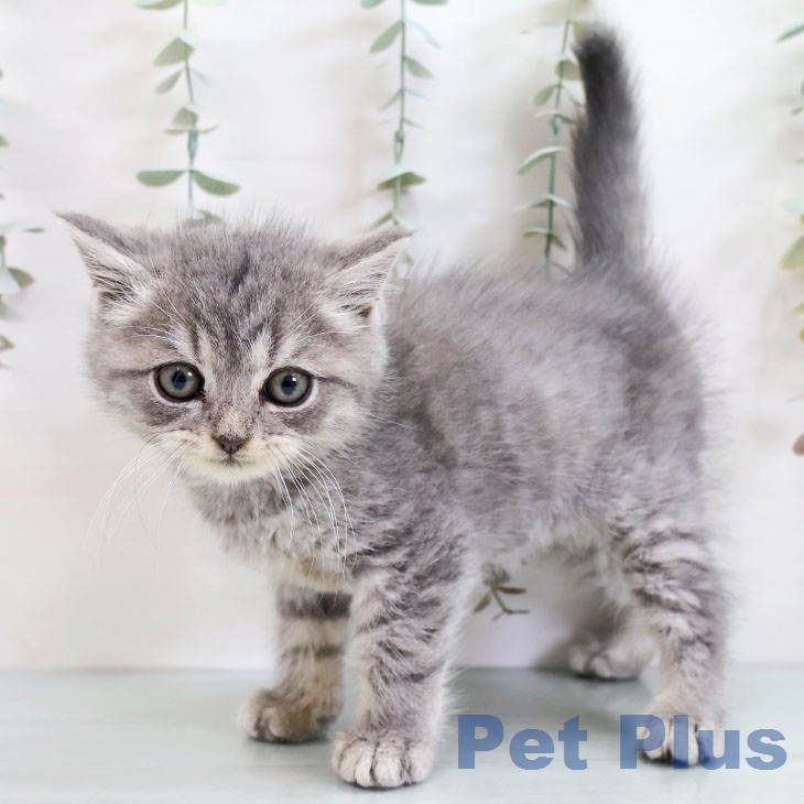 ブリティッシュロングヘア