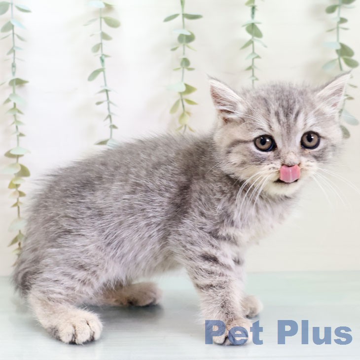 ブリティッシュロングヘア