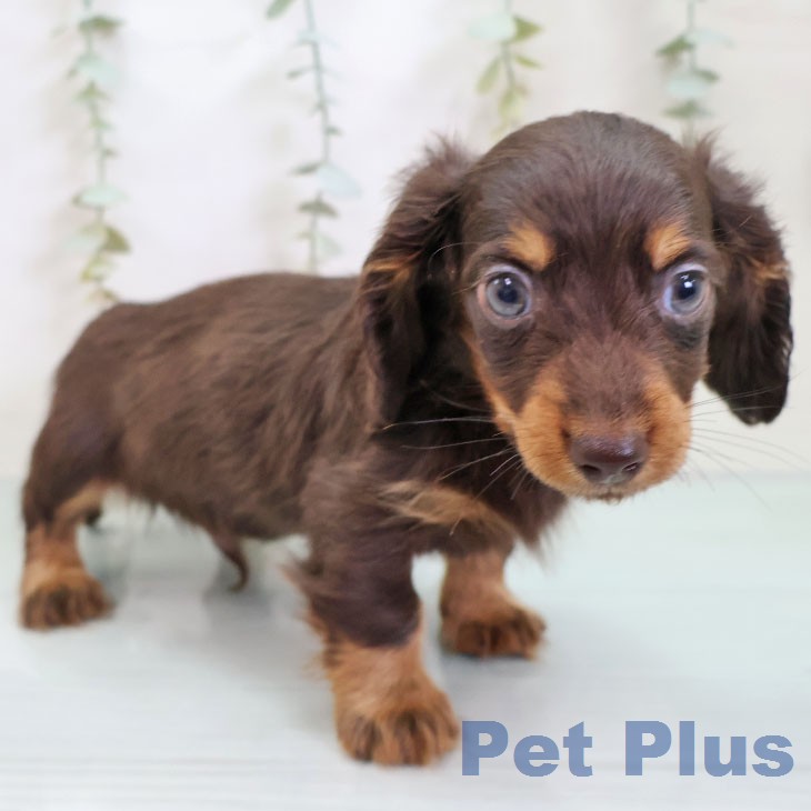 カニーンヘン・ダックスフンド