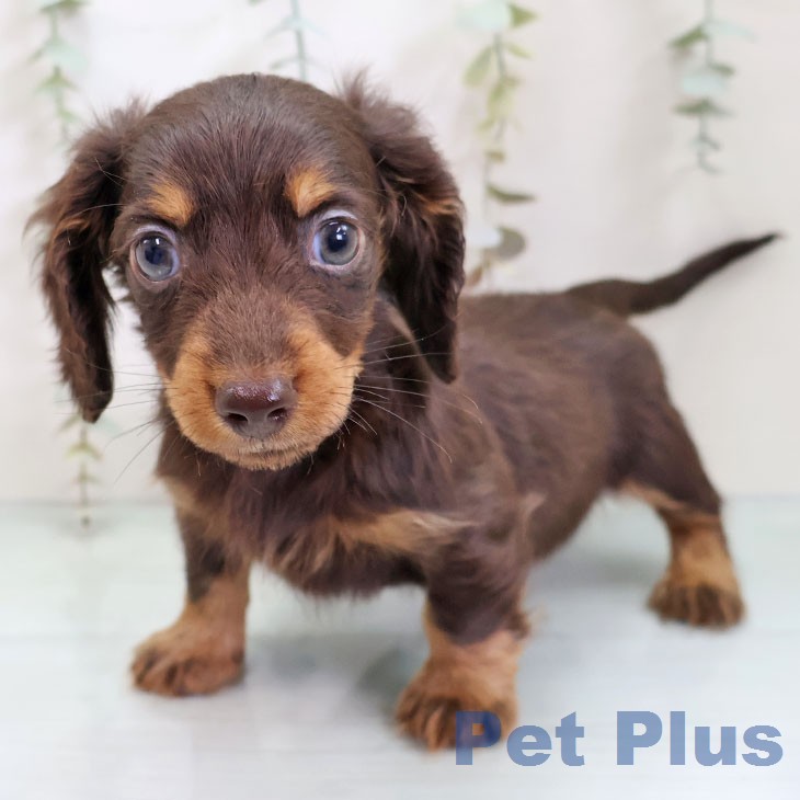 カニーンヘン・ダックスフンドの写真2