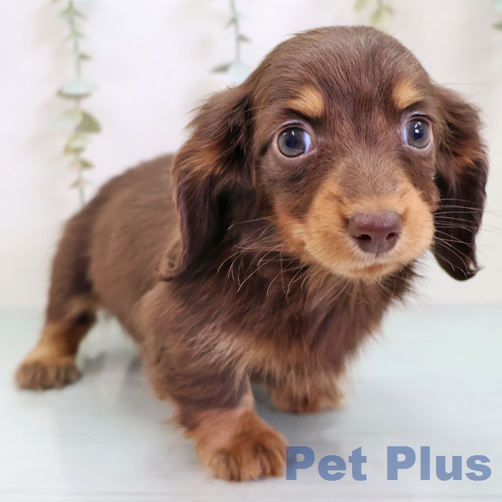 鹿児島県のカニンヘンダックスフンド(ロング) (ペットプラス 姶良店/2025年12月16日生まれ/女の子/チョコレートタン)の子犬の1枚目の画像