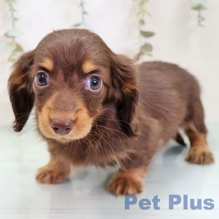 鹿児島県のカニンヘンダックスフンド(ロング) (ペットプラス 姶良店/2025年12月16日生まれ/女の子/チョコレートタン)の子犬の2枚目の画像