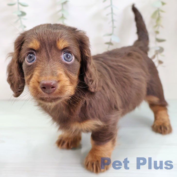 カニーンヘン・ダックスフンドの写真2