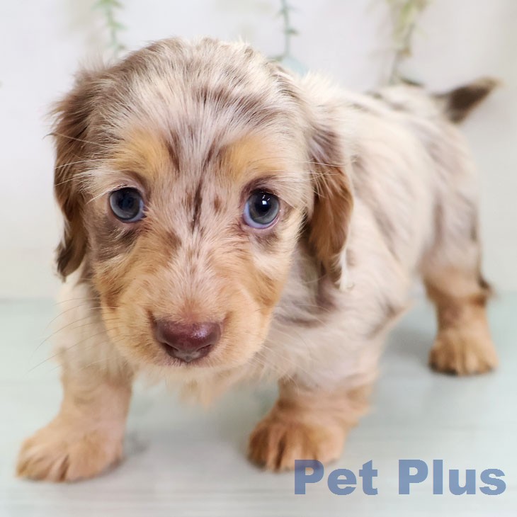 カニーンヘン・ダックスフンド