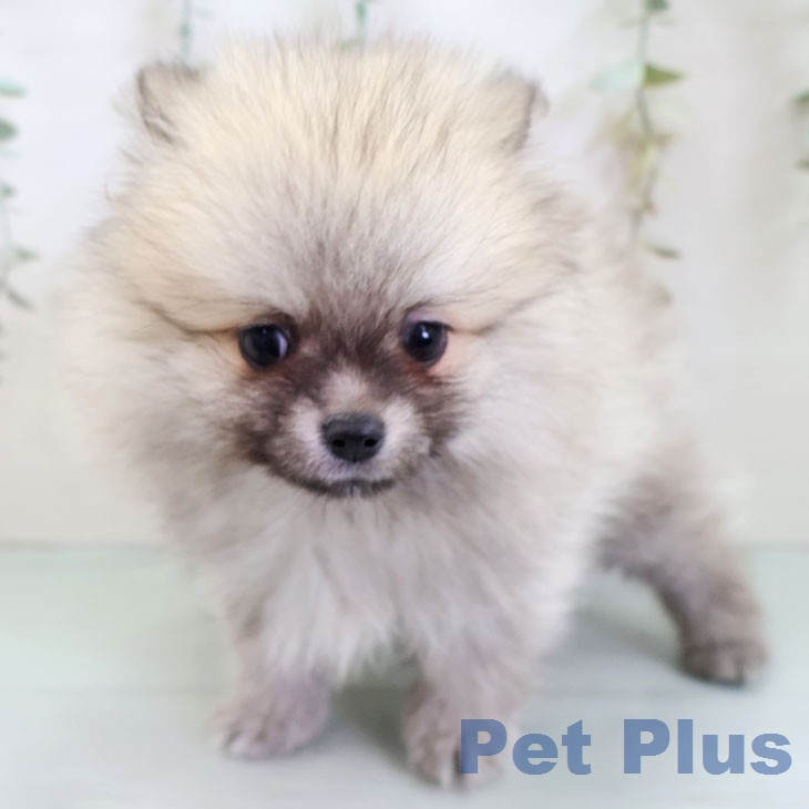 ポメラニアンの写真2