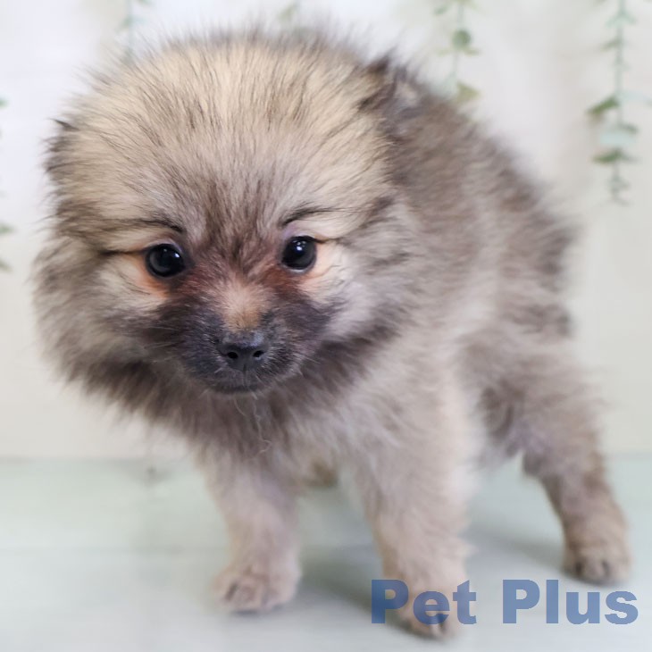 ポメラニアンの写真2