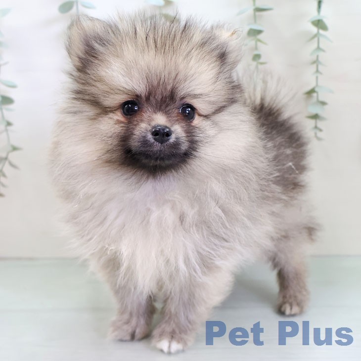 ポメラニアンの写真2
