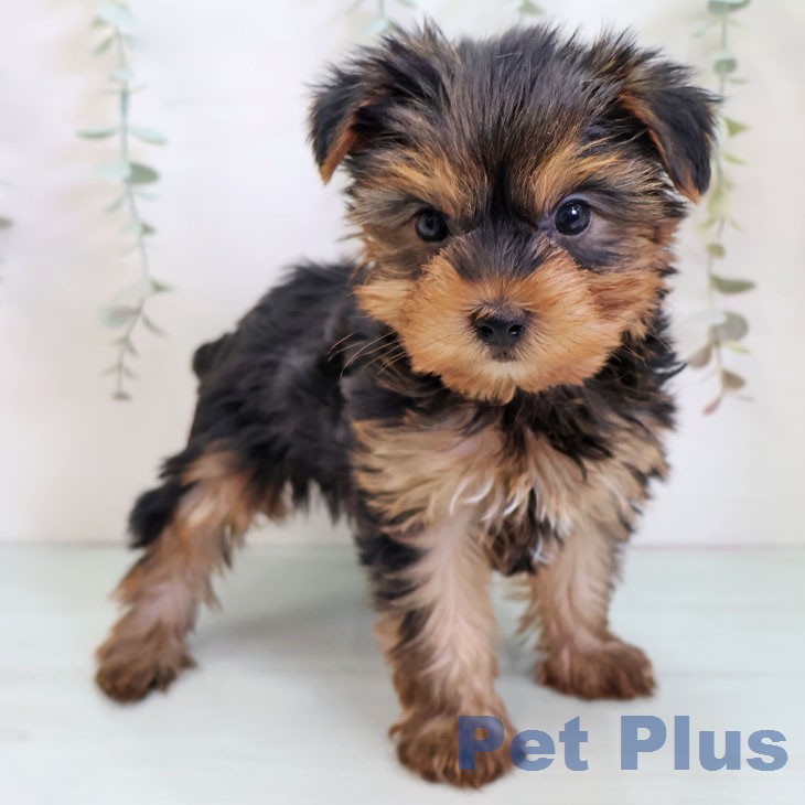 ヨークシャー・テリア