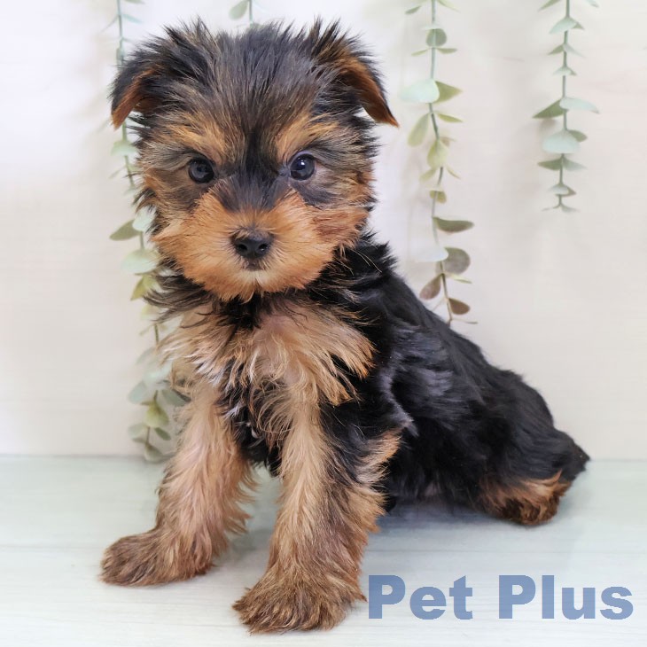 ヨークシャー・テリアの写真2