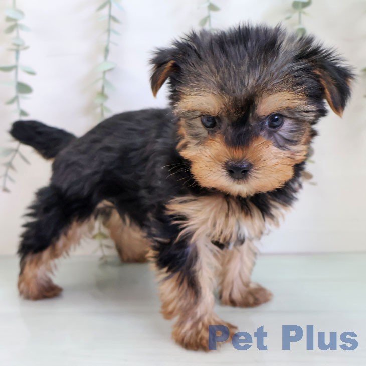 ヨークシャー・テリア