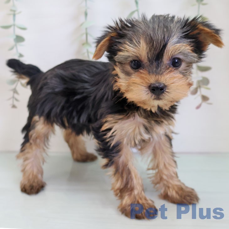 ヨークシャー・テリア