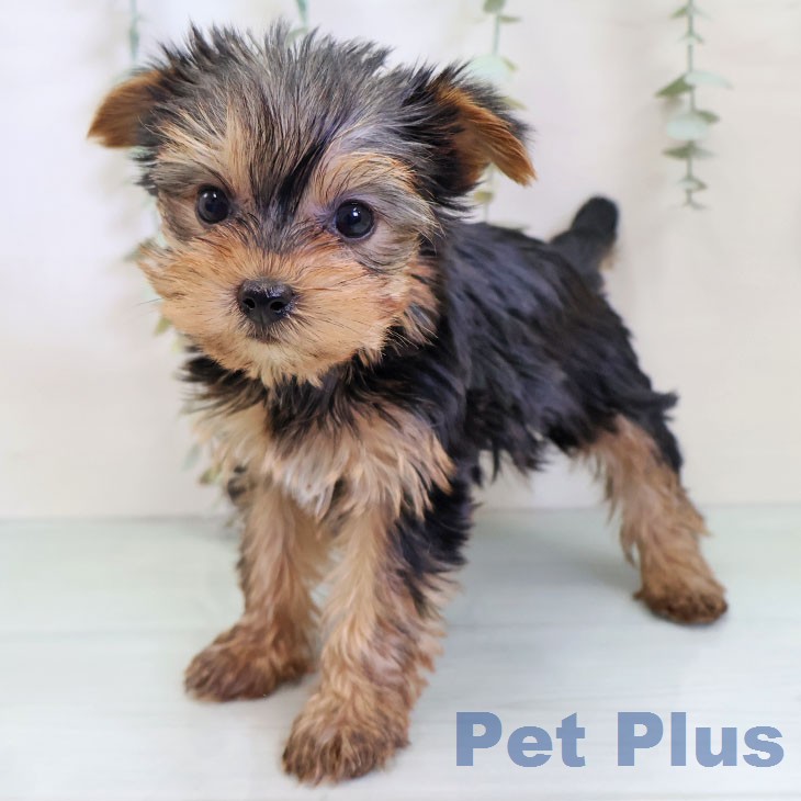 ヨークシャー・テリアの写真2