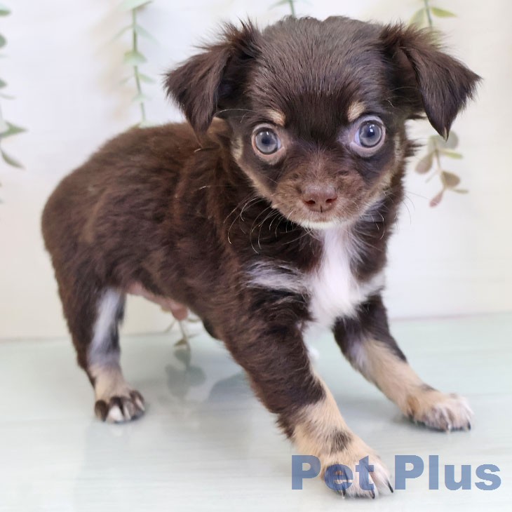 富山県のチワワ(ロング) (ペットプラス 高岡店/2025年12月19日生まれ/男の子/チョコレートタンホワイト)の子犬の1枚目の画像