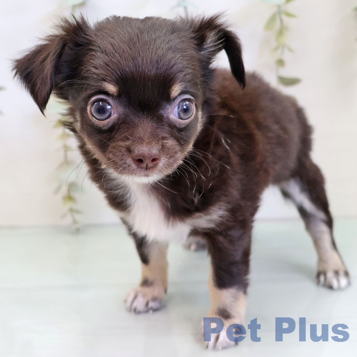 富山県のチワワ(ロング) (ペットプラス 高岡店/2025年12月19日生まれ/男の子/チョコレートタンホワイト)の子犬の2枚目の画像