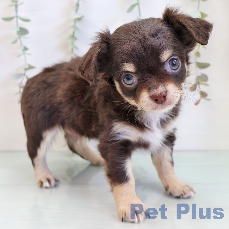 愛知県のチワワ(ロング) (ペットプラス みなと店/2025年12月19日生まれ/男の子/チョコレートタンホワイト)の子犬の1枚目の画像