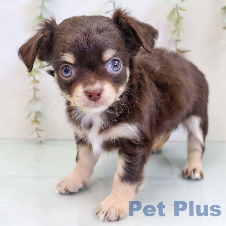 愛知県のチワワ(ロング) (ペットプラス みなと店/2025年12月19日生まれ/男の子/チョコレートタンホワイト)の子犬の2枚目の画像
