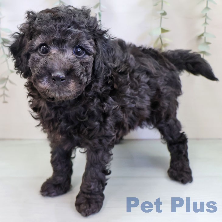 トイ・プードル