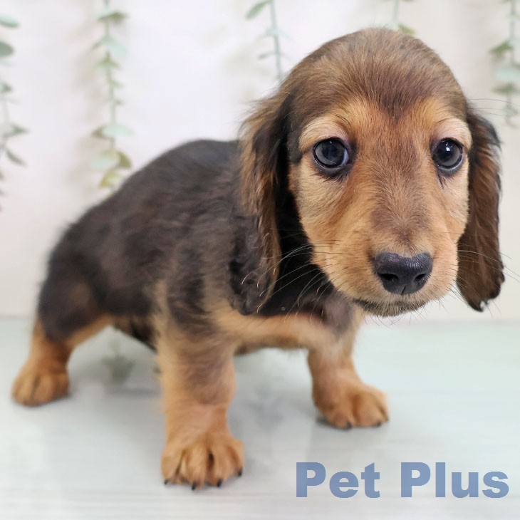 ミニチュア・ダックスフンド